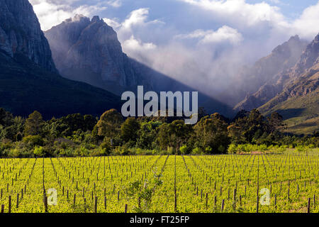 Vigneti a molla dietro la montagna Jonkershoek, Stellenbosch, Western Cape, Sud Africa Foto Stock