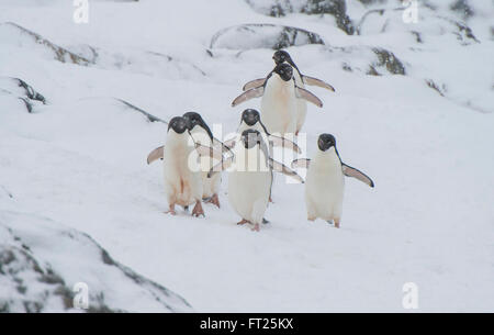 Adelie Penguin sulla neve Foto Stock