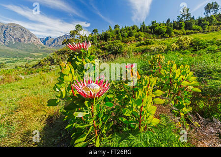 Re protea (Protea cynaroides) in piena fioritura sulle pendici della montagna di Simonsberg da Stellenbosch, Sud Africa. Foto Stock