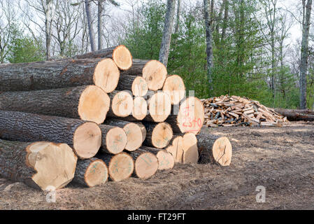 Pila di legname pronto per la segheria con un mucchio di legna da ardere. Foto Stock