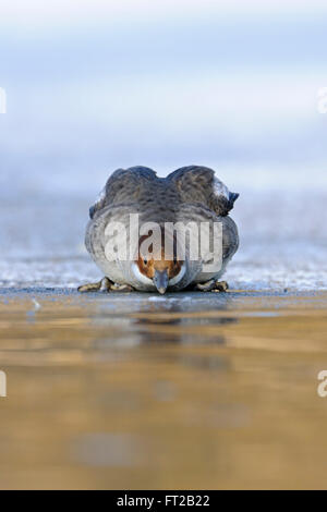 Smew ( Mergellus albellus ), donna adulta, seduta su un bordo ghiacciato di un tratto d'acqua ghiacciata, bevendo, divertente vista frontale, fauna selvatica, Europa. Foto Stock