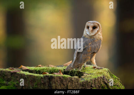 Barn Owl ( Tyto alba ), adulto, vista sul retro, seduto su un tronco di alberi dai bei colori circostanti, girando la testa indietro, fauna selvatica, Europa. Foto Stock