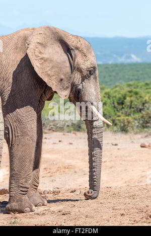 Un fango-coperto Elefante africano Loxodonta africana, appoggiando il suo tronco a terra Foto Stock