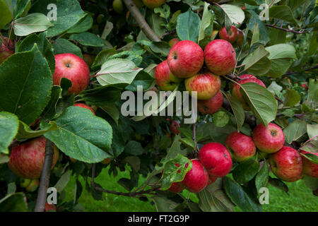 Le mele da sidro sugli alberi e in un frutteto di Herefordshire UK, carico di frutta e cercando di rosso e mature le mele sono quasi pronti per la mietitura. Foto Stock