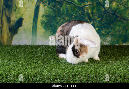 Carino bianco e marrone di coniglio Foto Stock