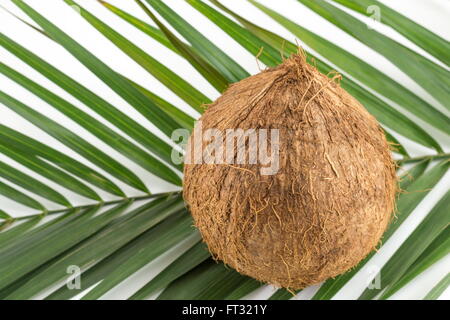 Tutta la noce di cocco con foglie di noce di cocco su bianco Foto Stock