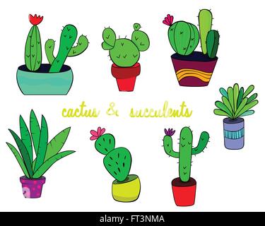 Il cactus e le piante succulente in vasi. Illustrazione vettoriale di una serie di coloratissimi cactus e piante grasse crescono in simpatici vasi. Illustrazione Vettoriale