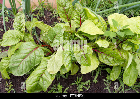 Organici di bietole che cresce in giardino Foto Stock