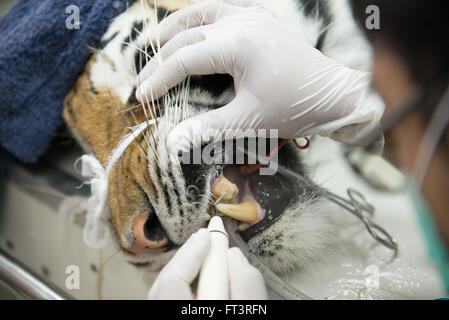 Veterinario è la scalatura tiger in ospedale per animali Foto Stock