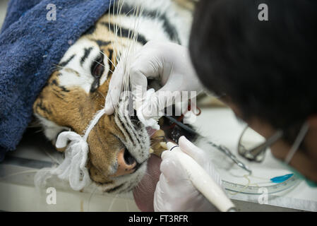 Veterinario è la scalatura tiger in ospedale per animali Foto Stock