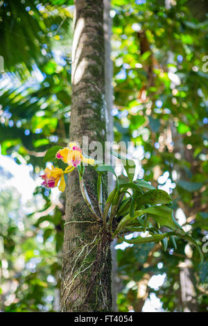 Giallo e Rosa Cattleya Orchid su una corteccia di albero Foto Stock