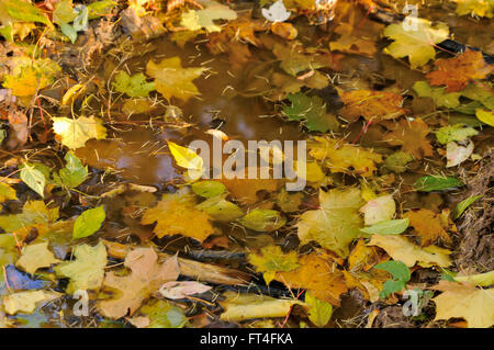 Caduta foglie (marple, American ash-lasciava in acero, larice) sono giacenti in una pozza, Regione di Mosca Foto Stock