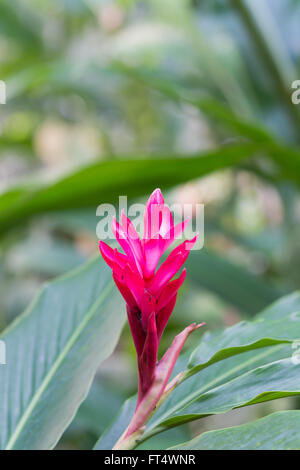 Bella pennacchio di struzzo, cono rosa lo zenzero su uno sfondo verde, morbida sfocatura. Foto Stock