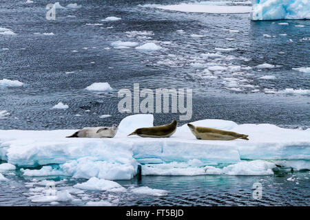 Le guarnizioni di uscita di bolina e poggiante su ghiaccio-scorre nelle acque della penisola antartica, Antartide. Foto Stock