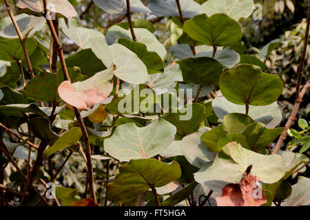 Coccoloba uvifera, Baygrape, Seagrape, piccolo albero delle regioni costiere spesso coltivati con foglie arrotondate, uva-come frutta Foto Stock