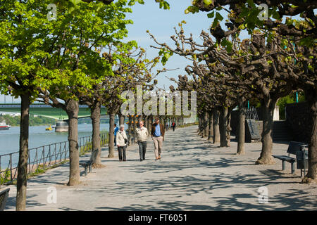 Deutschland, Renania settentrionale-Vestfalia, Bonn, Bonn-Beuel, Rheinpromenade Foto Stock