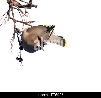 Bohemian waxwing alimentazione su di bacche rosse con uno nel becco. Sfondo bianco, isolata. Foto Stock