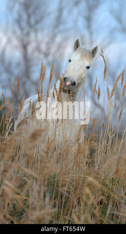 Cavalli Camargue tra ance, delta del Rodano, Camargue, Francia meridionale, Francia Foto Stock