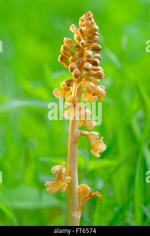 Bird's-nest orchid (Neottia nidus-avis), infiorescenza, Nord Reno-Westfalia, Germania Foto Stock