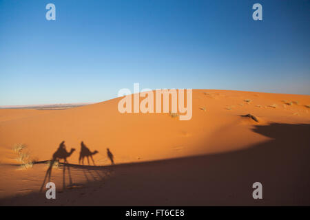 Silhouette di cammello e driver, dune di Merzouga, Marocco Foto Stock