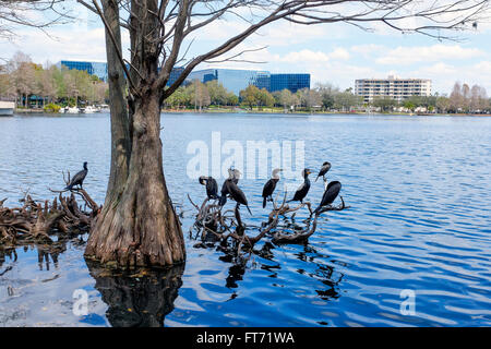 Lake Eola Park con i cormorani in piedi sulle radici di alberi e di nuovi uffici e appartamenti sullo skyline, Downtown Orlando Foto Stock