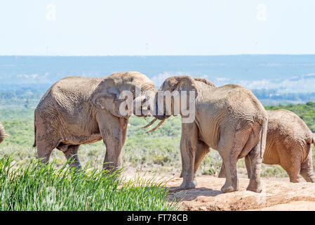 Giovani, coperti di fango elefanti africani, Loxodonta africana, wrestling Foto Stock