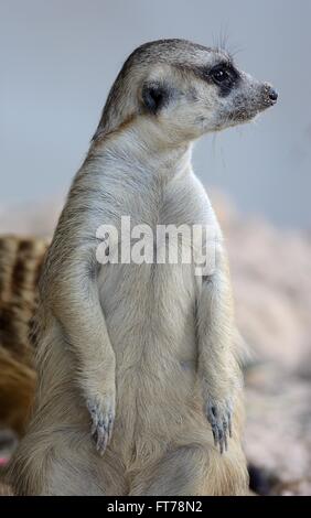 Alimentazione manuale bella Meerkat (Suricata suricatta) in zoo tailandese Foto Stock