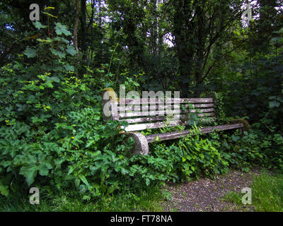 Una vecchia panca di legno durante la corsa con le erbe infestanti e piante in un periodo di tempo come si diventa perso nel sottobosco. Foto Stock