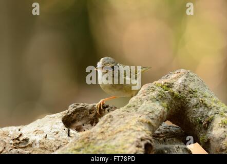 Bella radde il trillo(Phylloscopus schawarzi) nella foresta thailandese Foto Stock