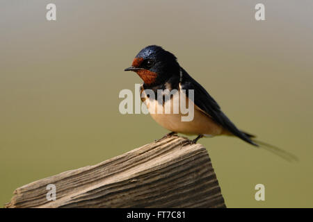 Barn Swallow / Rauchschwalbe ( Hirundo rustica ) si siede su una staccionata in legno nella parte anteriore del bello sfondo pulito. Foto Stock