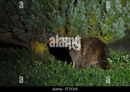 Sorpreso dall'aspetto selvatico, il procione (procione lotor) si erge di fronte ad alcuni cespugli in un cortile, la fauna selvatica, in Europa. Foto Stock