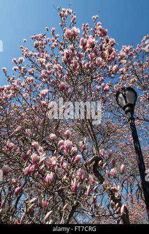 Fioritura Tulip alberi e ghisa lampada posta, al Central Park di New York Foto Stock