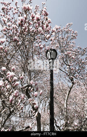 Fioritura Tulip alberi e ghisa lampada posta, al Central Park di New York Foto Stock