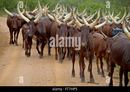 Gregge di vacche bovini in Uganda Foto Stock