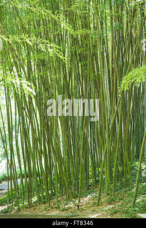 Vista del verde di canne di bambù gigante in un giardino ornamentale Foto Stock