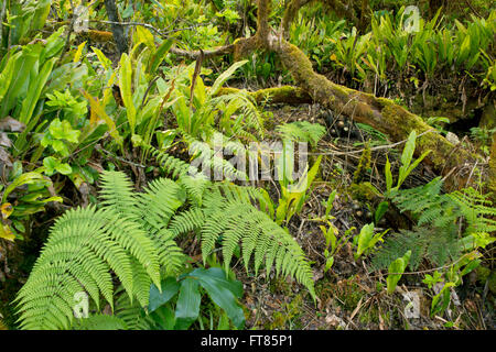 Di muschio foreste montane di Alaka io palude, la casa di alcune delle ultime specie endemiche di uccelli hawaiano, Kauai, Hawaii Foto Stock