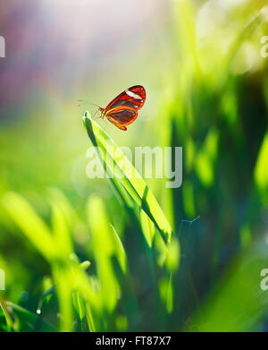 Bella dolce farfalla posata sul verde e fresco campo in erba, piccolo e splendido insetto nel parco in una luminosa giornata di sole Foto Stock