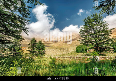 Cedri del Libano, antico albero di cedro bosco in montagna, incredibile natura libanese, tranquillo panorama Foto Stock