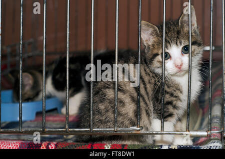 Triste guardando gattina abbandonata in attesa di essere adottata in gabbia a animal shelter Foto Stock