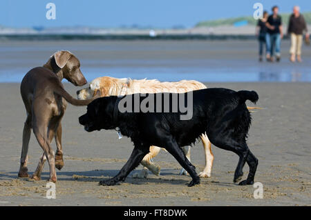 Golden e labrador retriever incontro e lo sniffing fondo di strano, non conosce cane sulla spiaggia Foto Stock