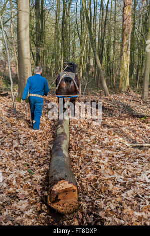 Forester trascinando tronco tagliato da una fitta foresta con progetto belga cavallo (Equus caballus) Foto Stock