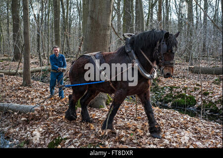 Forester trascinando tronco tagliato da una fitta foresta con progetto belga cavallo (Equus caballus) Foto Stock