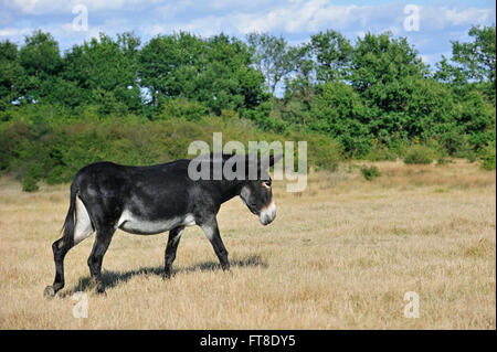 Grand noir du Berry asino (Equus asinus) nel campo, La Brenne, Francia Foto Stock