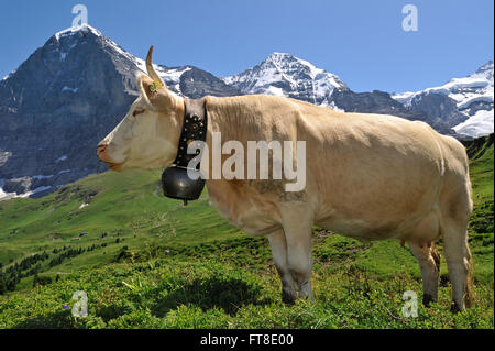 Ritratto di Bruna Alpina vacca (Bos taurus) con campanaccio in prato alpino, alpi svizzere, Svizzera Foto Stock