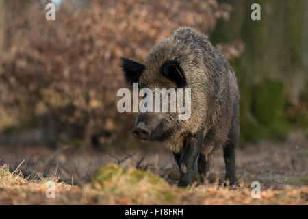 Il cinghiale / Wildschwein ( Sus scrofa ), femmina adulta con le tettarelle rigonfiato in dintorni naturali di un ampio lasciava in foresta. Foto Stock