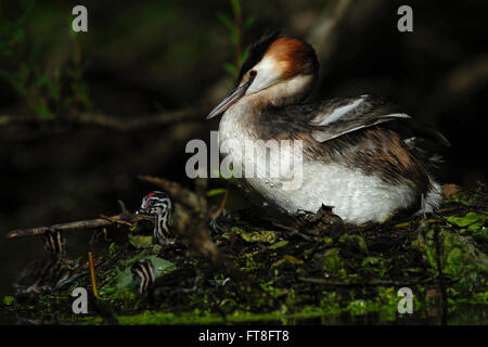 Svasso maggiore (Podiceps cristatus ) si siede sul suo nido insieme con precocial novellame in atmosfera segretamente. Foto Stock