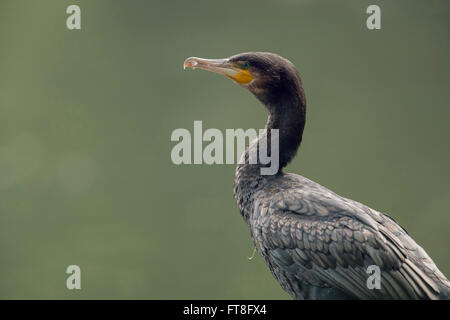 Grande cormorano ( Phalacrocorax carbo ), adulto, primo piano, ritratto, seduto di fronte a un pulito sfondo verde naturale, fauna selvatica, Europa. Foto Stock