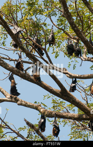 Frutta colonia bat al Peradeniya Royal Botanical Gardens, Sri Lanka Foto Stock