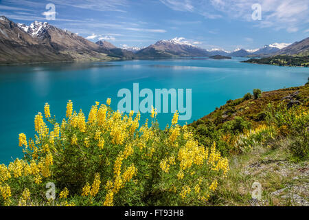 Lupini giallo sul lago Wakatipu tra Queentown e Glenorchy, Otago, Isola del Sud, Nuova Zelanda Foto Stock