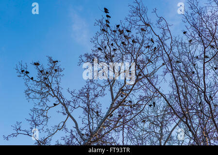 Gli uccelli sono seduti sui rami di alberi sotto il cielo blu d'inverno. Foto Stock